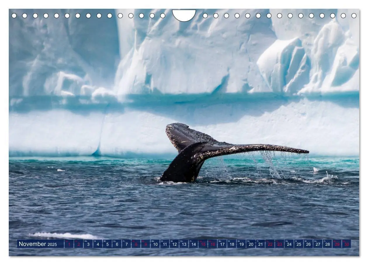 Bild: 9783435258147 | Antarktis Gletscher, Robben, Pinguine (Wandkalender 2025 DIN A4...