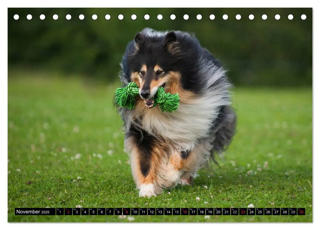 Bild: 9783435568147 | Collie - Mein bester Freund (Tischkalender 2025 DIN A5 quer),...