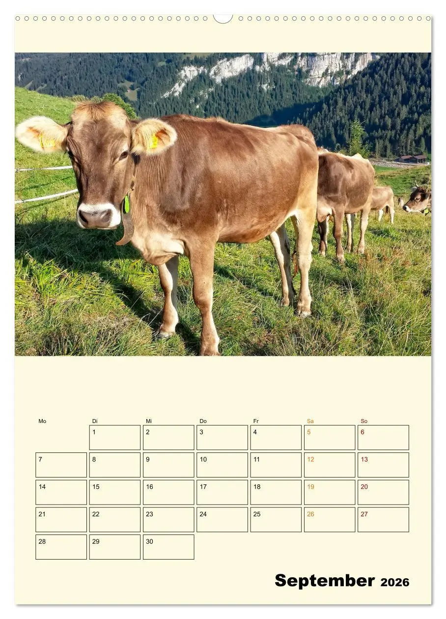 Bild: 9783516348347 | Glückliche Bergkühe (Wandkalender 2026 DIN A2 hoch), CALVENDO...