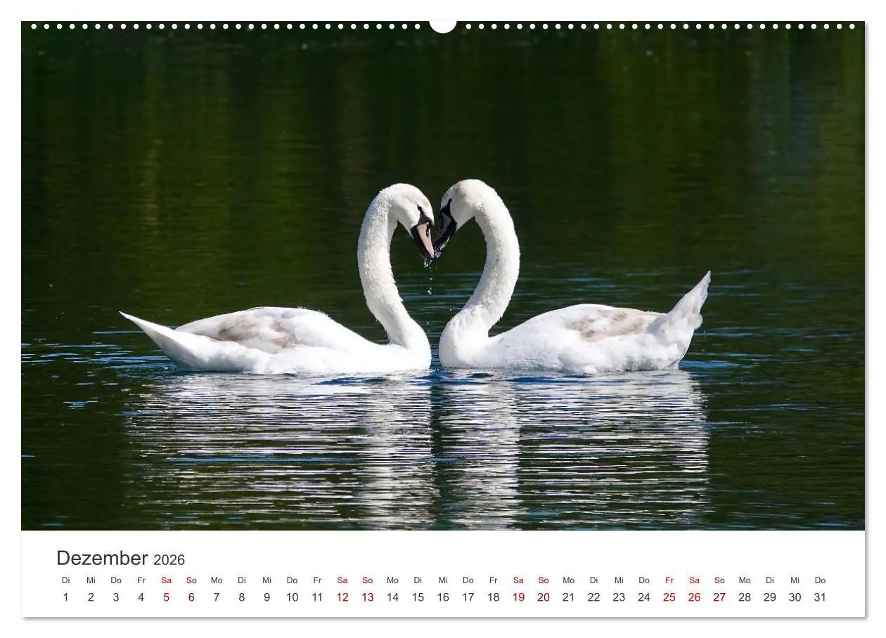 Bild: 9783457558447 | Schwäne - Prachtvolle Federkleider. (Wandkalender 2026 DIN A2...