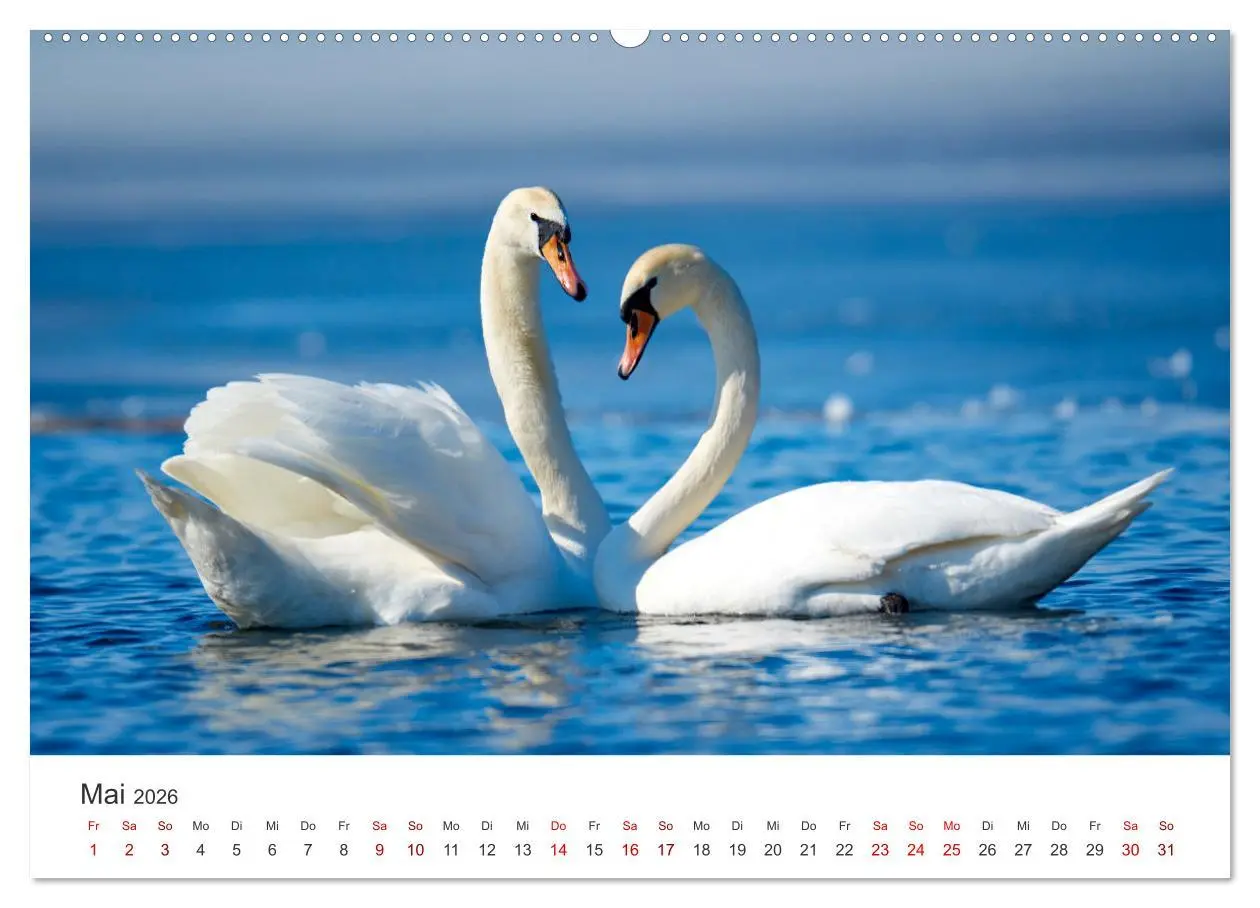 Bild: 9783457558447 | Schwäne - Prachtvolle Federkleider. (Wandkalender 2026 DIN A2...