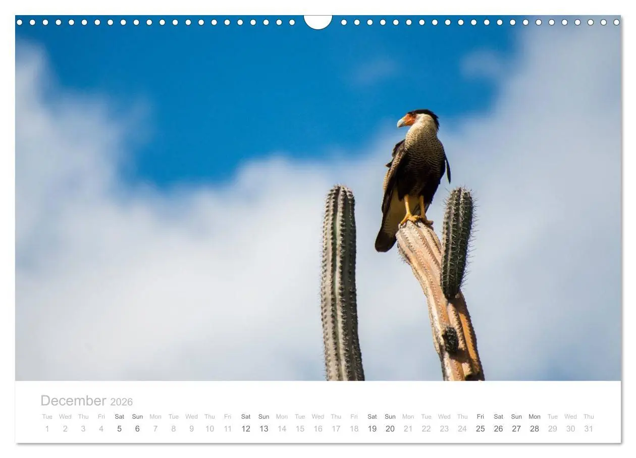 Bild: 9783516568547 | Curacao - Tropical Island (Wall Calendar 2026 DIN A3 landscape),...