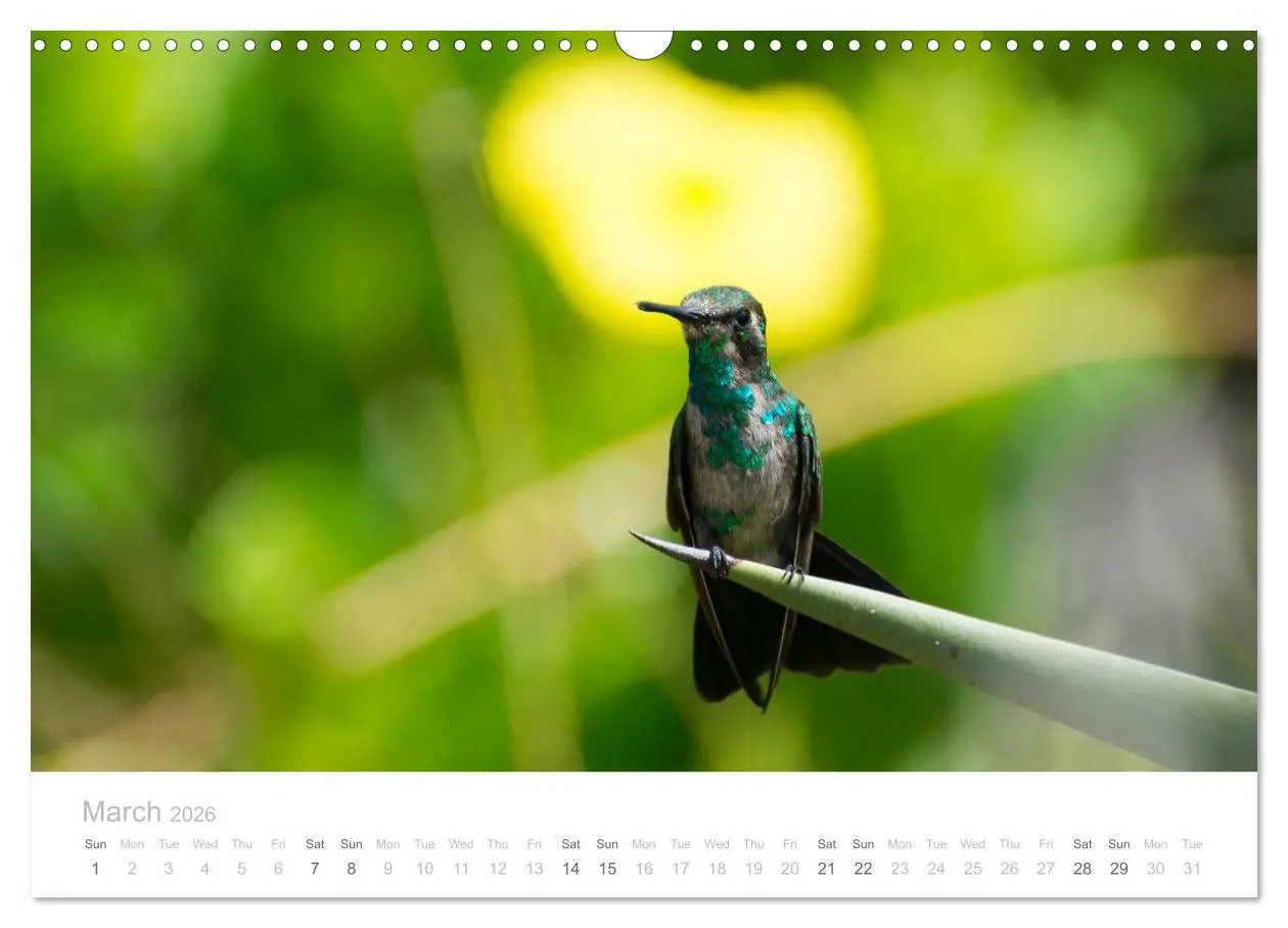 Bild: 9783516568547 | Curacao - Tropical Island (Wall Calendar 2026 DIN A3 landscape),...