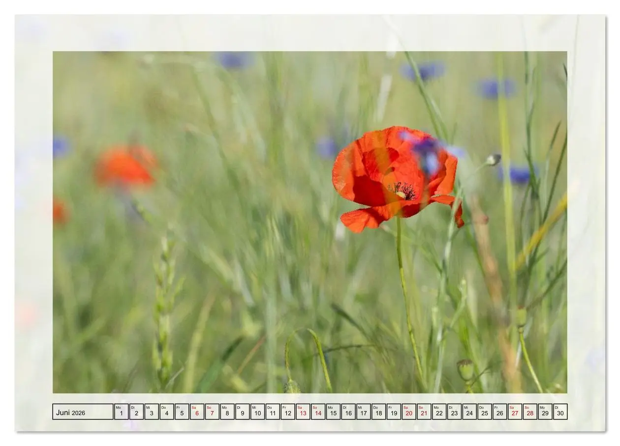 Bild: 9783516638547 | Jeden Monat in der Natur (Wandkalender 2026 DIN A4 quer), CALVENDO...