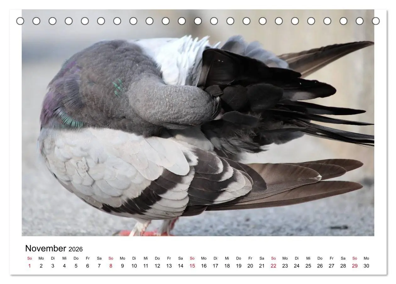 Bild: 9783516158847 | Geliebte Tauben (Tischkalender 2026 DIN A5 quer), CALVENDO...