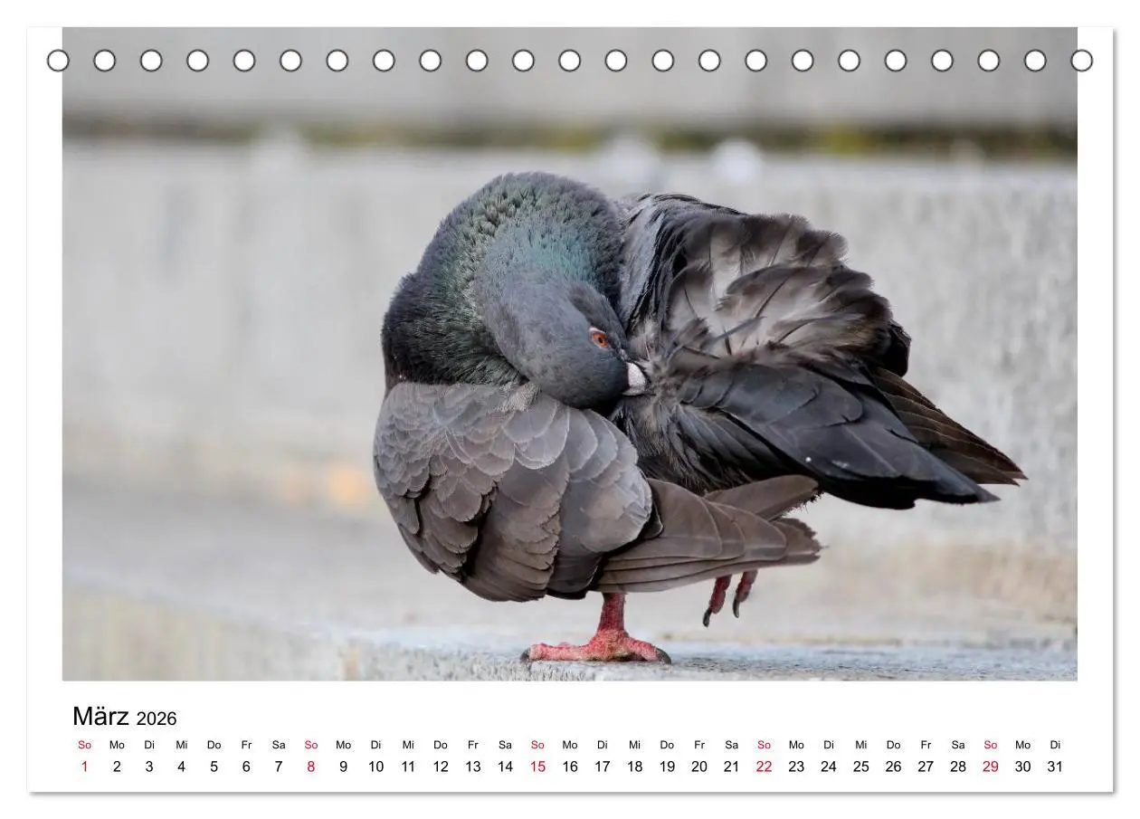 Bild: 9783516158847 | Geliebte Tauben (Tischkalender 2026 DIN A5 quer), CALVENDO...