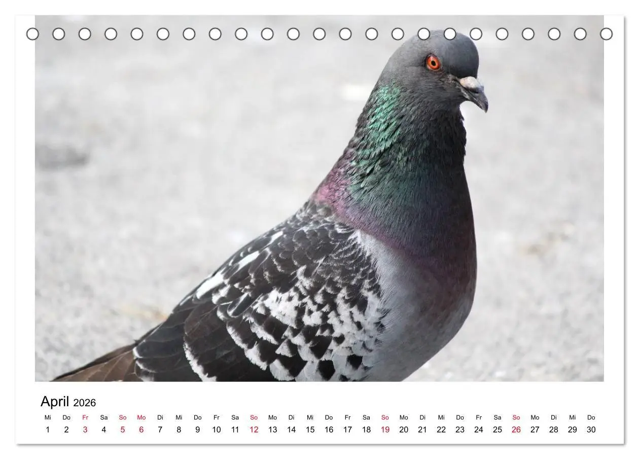 Bild: 9783516158847 | Geliebte Tauben (Tischkalender 2026 DIN A5 quer), CALVENDO...