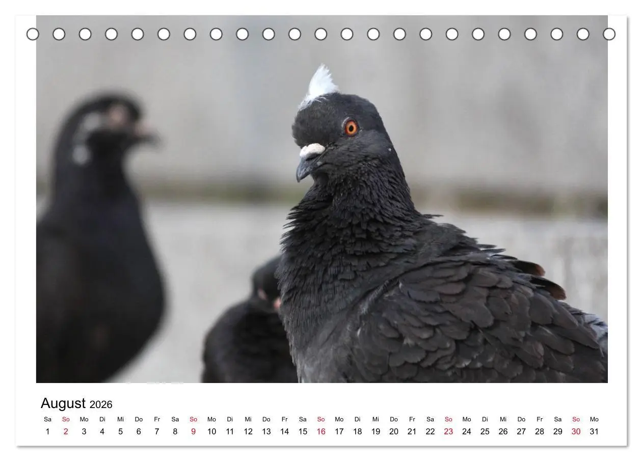 Bild: 9783516158847 | Geliebte Tauben (Tischkalender 2026 DIN A5 quer), CALVENDO...