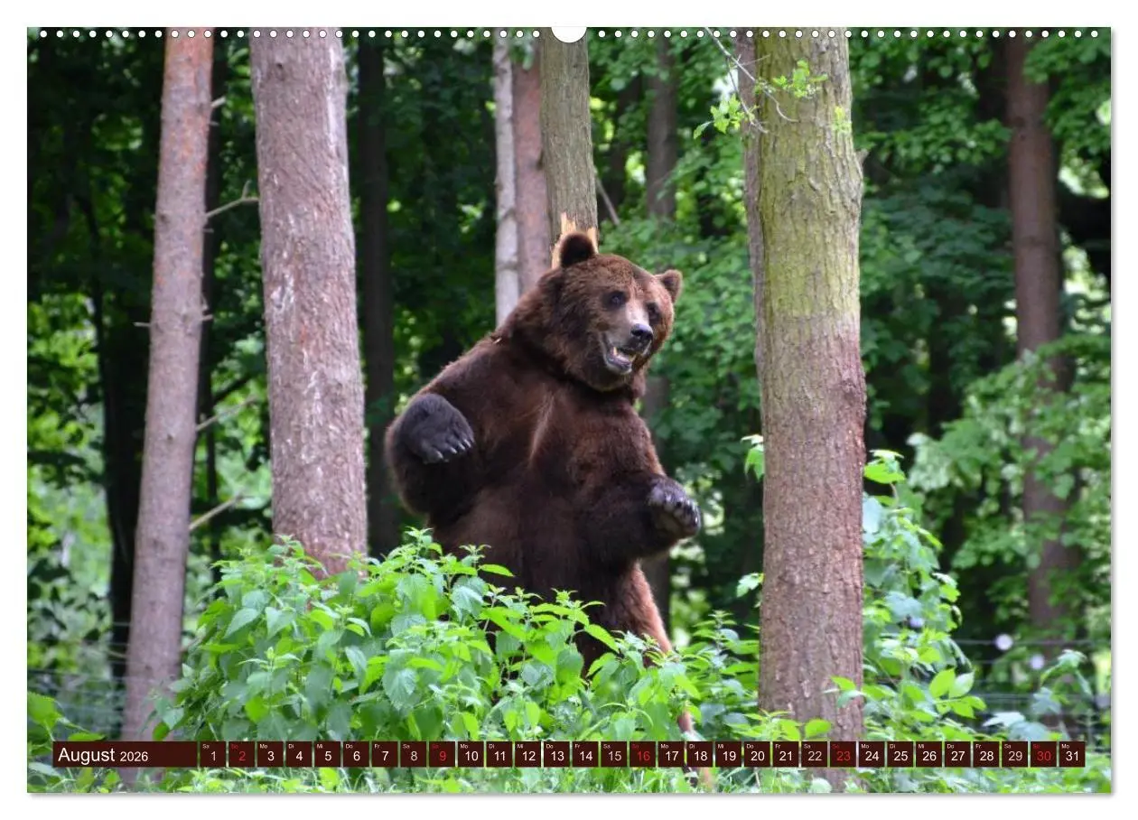 Bild: 9783457988947 | Bären. Unterwegs mit Meister Petz (Wandkalender 2026 DIN A2 quer),...