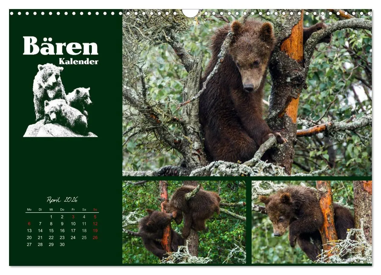 Bild: 9783516218947 | Bärenkalender (Wandkalender 2026 DIN A3 quer), CALVENDO Monatskalender