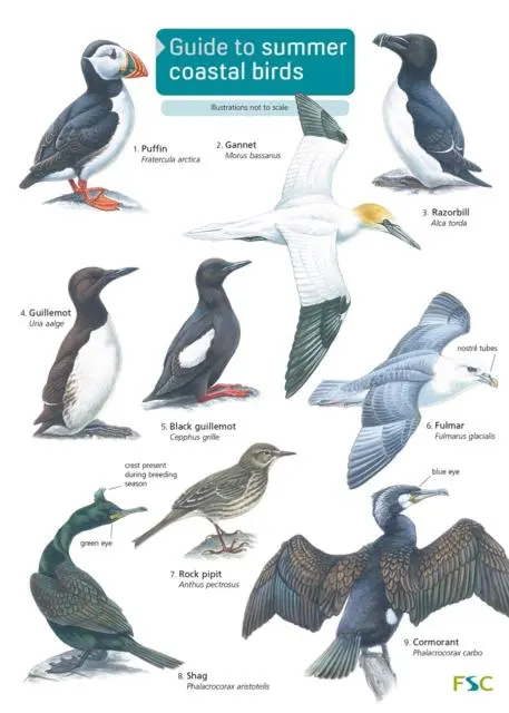 Cover: 9781908819147 | Guide to Summer Coastal Birds | Rebecca Farley-Brown | Englisch | 2014