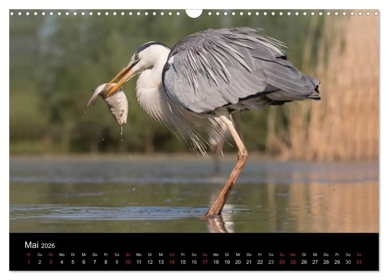 Bild: 9783516019247 | Reiher - Der Tanz auf dem Wasser (Wandkalender 2026 DIN A3 quer),...