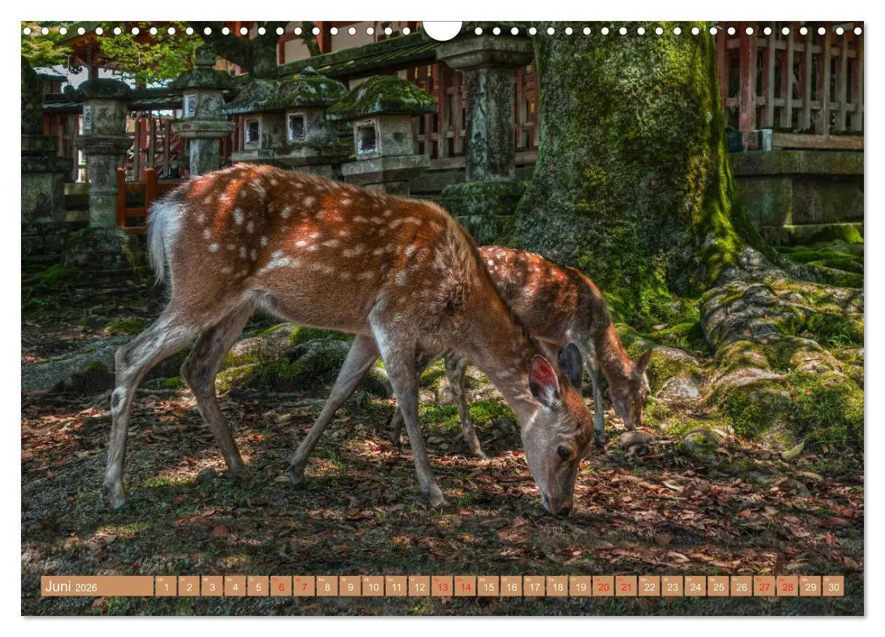 Bild: 9783457539347 | Japan - Land der Vielfalt (Wandkalender 2026 DIN A3 quer), CALVENDO...