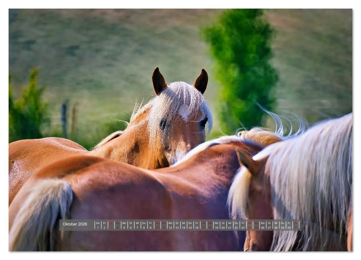 Bild: 9783516619447 | Die besonderen Haflinger-Pferde (Wandkalender 2026 DIN A4 quer),...