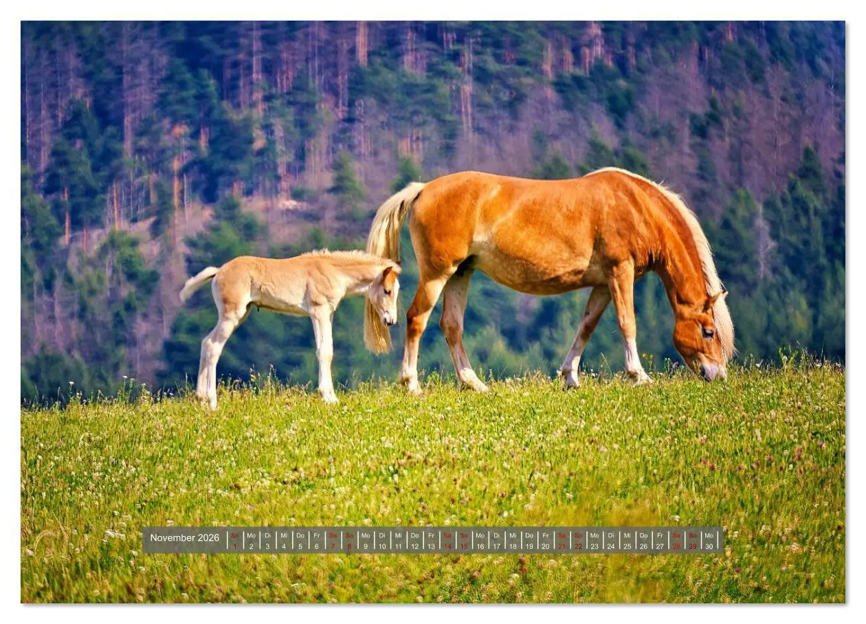 Bild: 9783516619447 | Die besonderen Haflinger-Pferde (Wandkalender 2026 DIN A4 quer),...