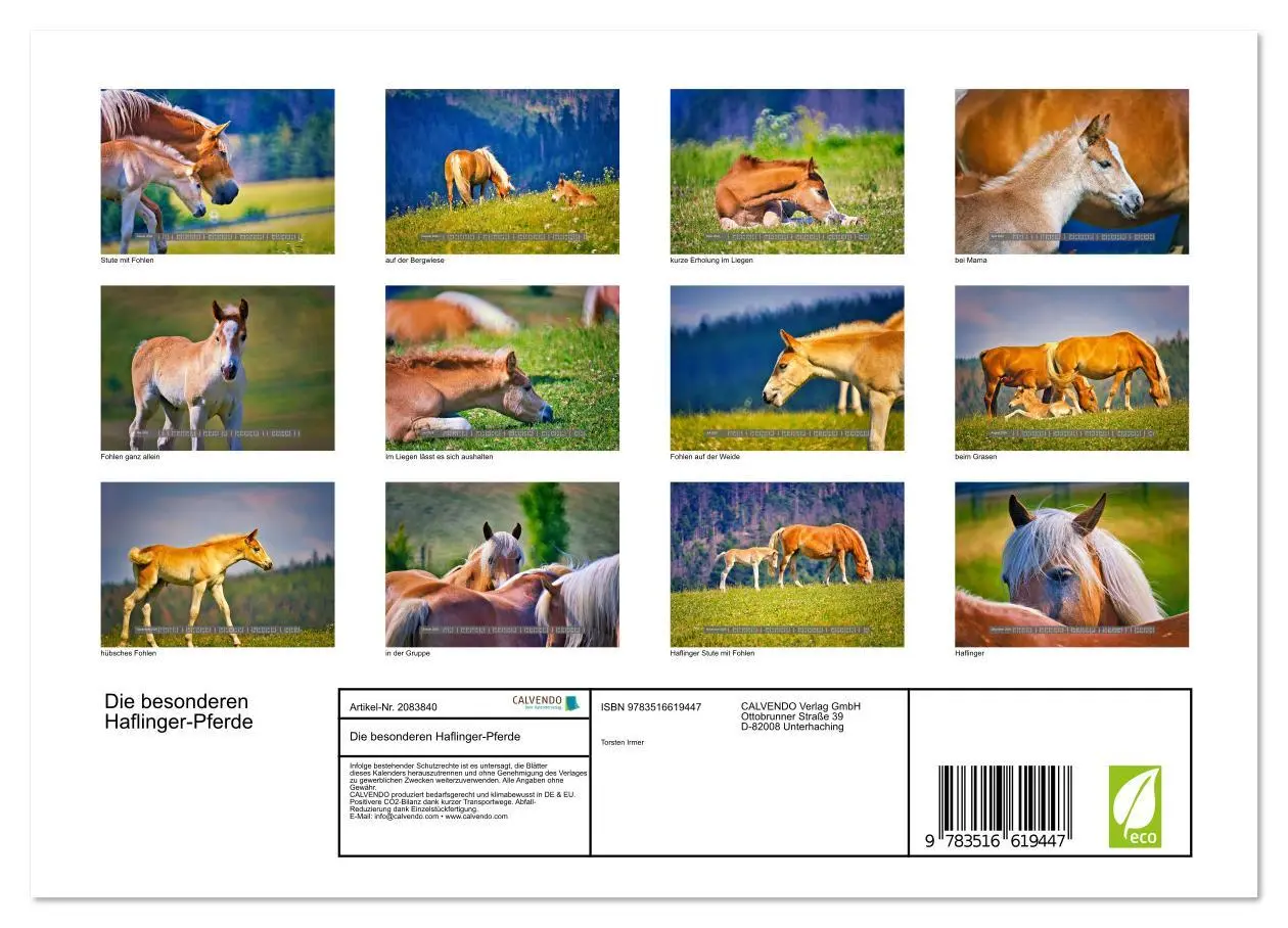 Bild: 9783516619447 | Die besonderen Haflinger-Pferde (Wandkalender 2026 DIN A4 quer),...