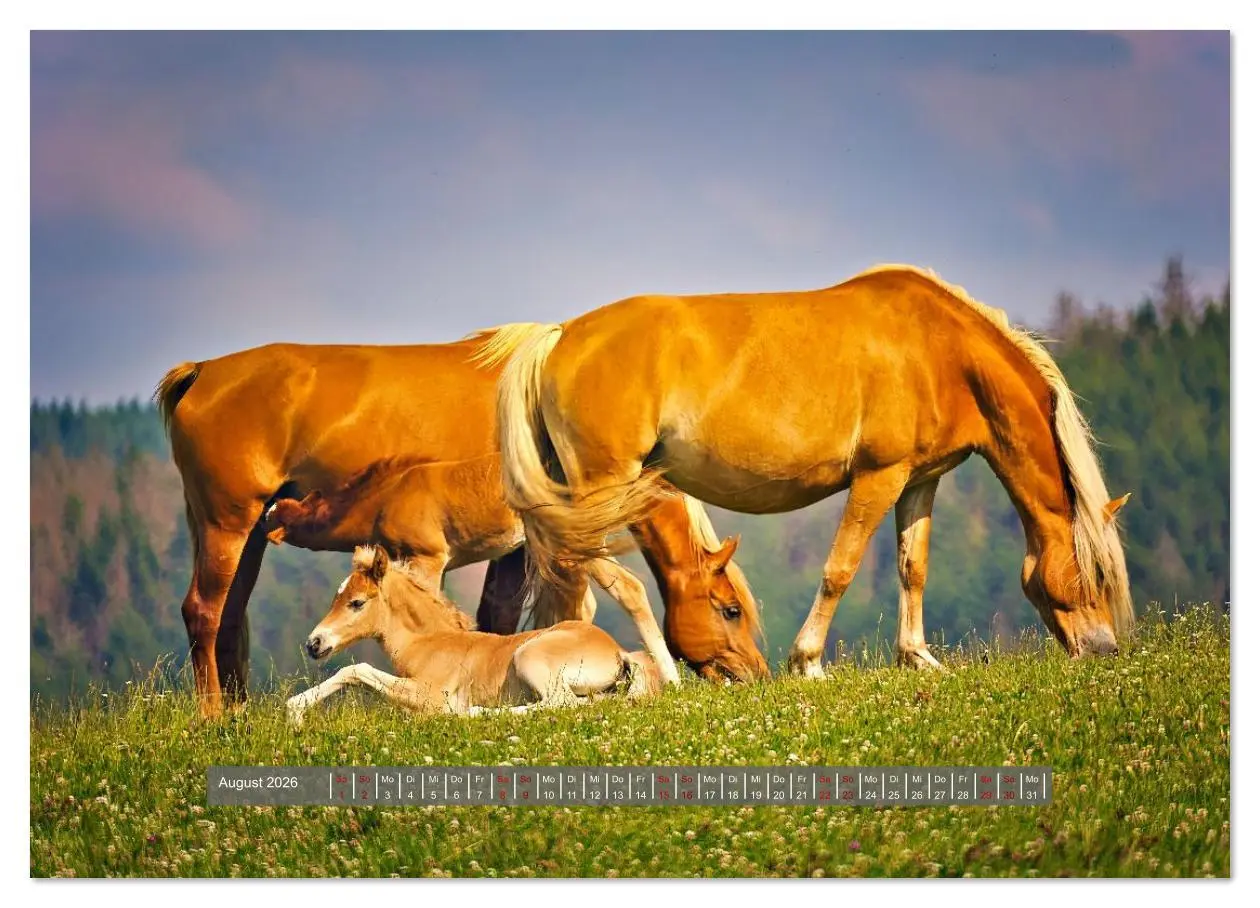 Bild: 9783516619447 | Die besonderen Haflinger-Pferde (Wandkalender 2026 DIN A4 quer),...