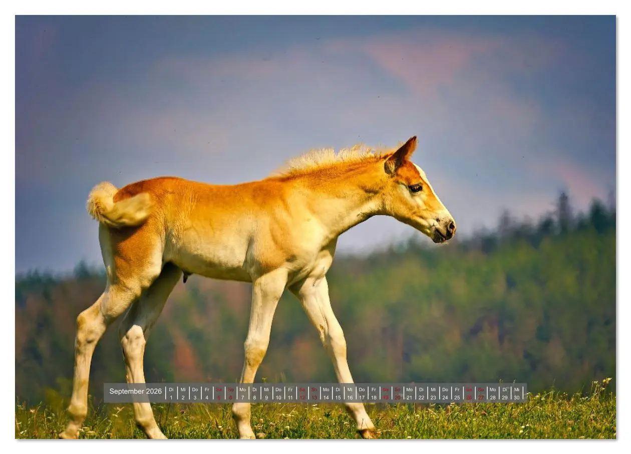 Bild: 9783516619447 | Die besonderen Haflinger-Pferde (Wandkalender 2026 DIN A4 quer),...