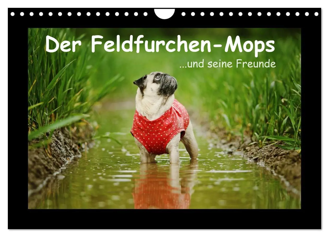 Cover: 9783516089547 | Der Feldfurchen-Mops (Wandkalender 2026 DIN A4 quer), CALVENDO...