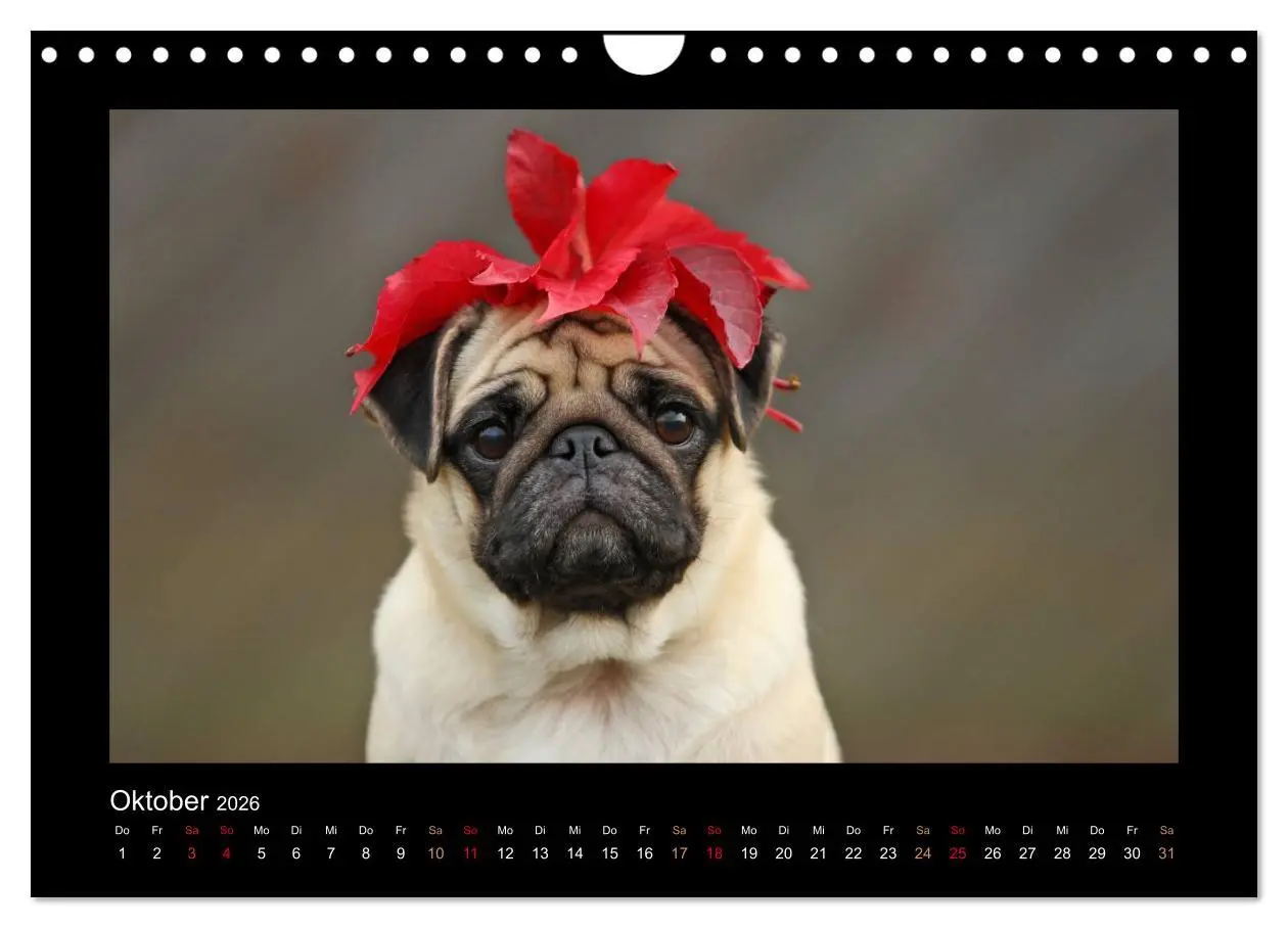 Bild: 9783516089547 | Der Feldfurchen-Mops (Wandkalender 2026 DIN A4 quer), CALVENDO...