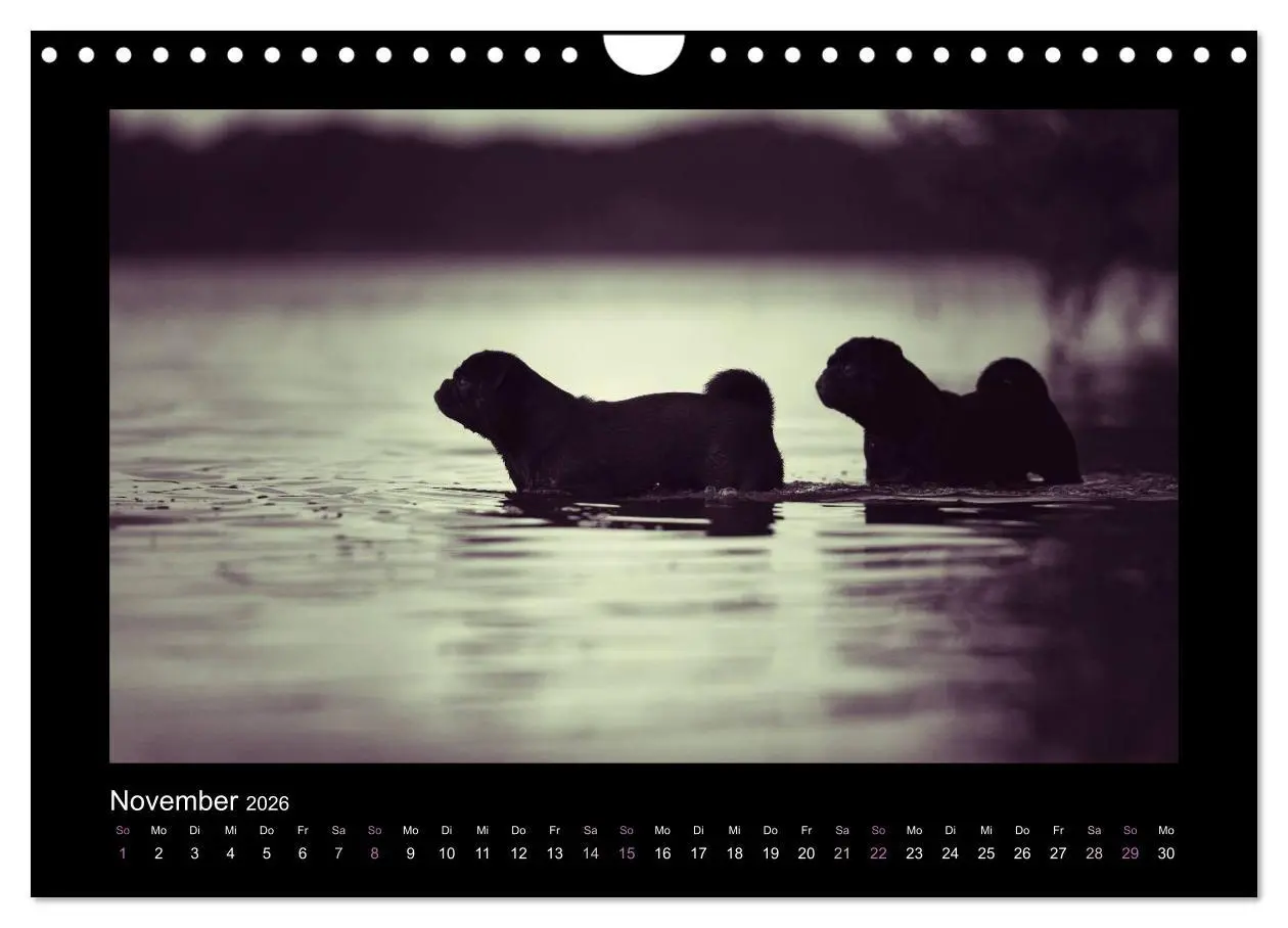 Bild: 9783516089547 | Der Feldfurchen-Mops (Wandkalender 2026 DIN A4 quer), CALVENDO...
