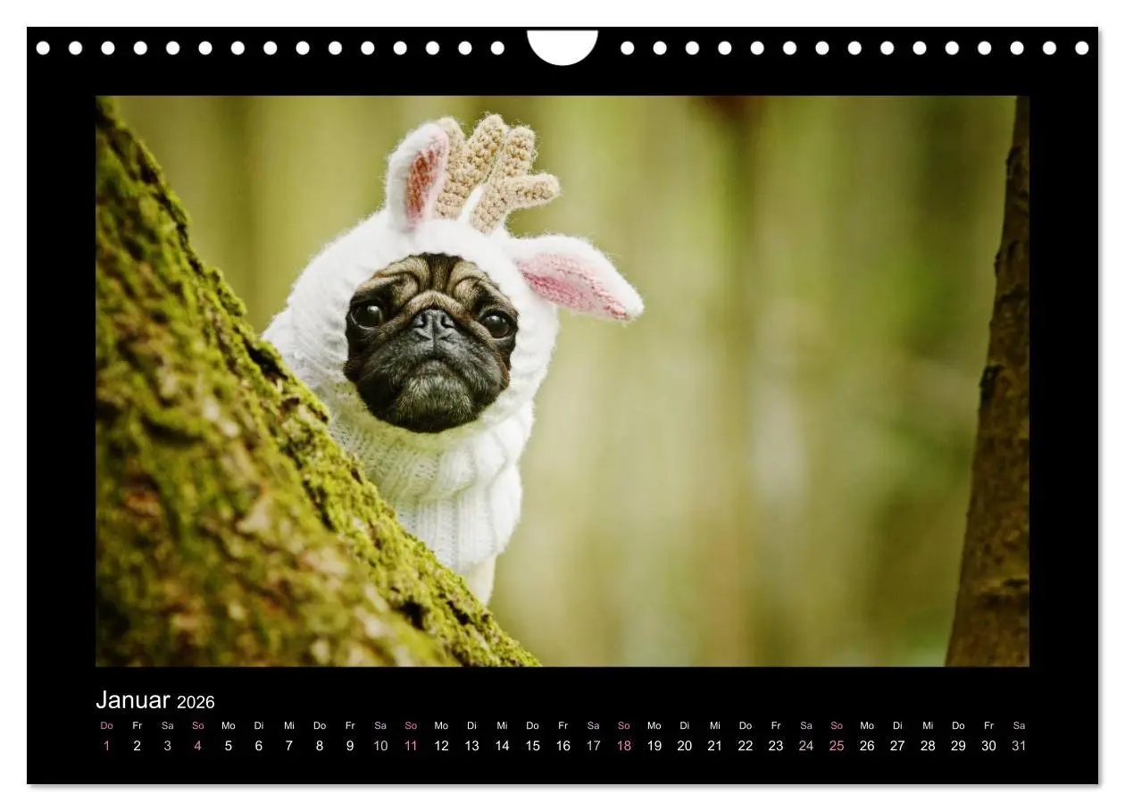Bild: 9783516089547 | Der Feldfurchen-Mops (Wandkalender 2026 DIN A4 quer), CALVENDO...