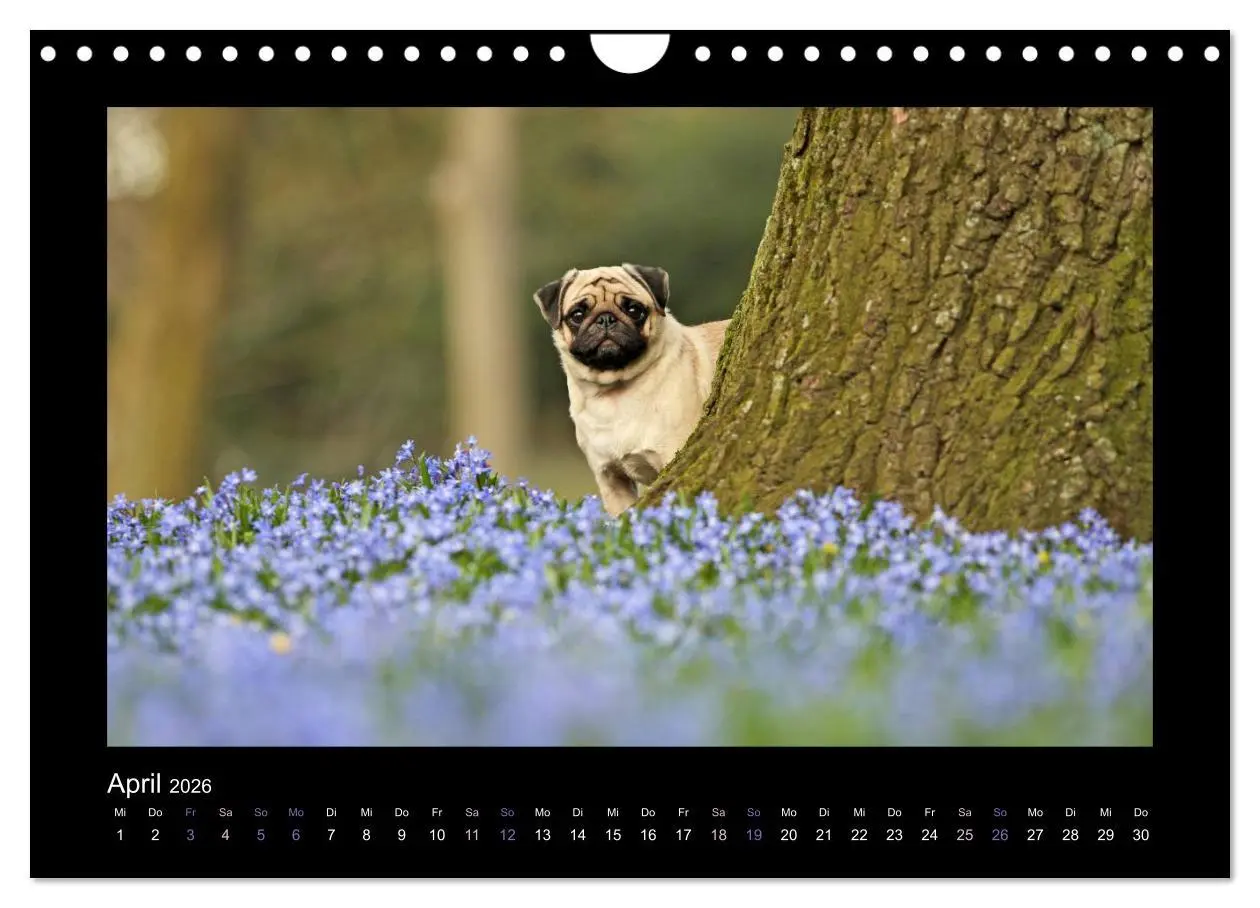 Bild: 9783516089547 | Der Feldfurchen-Mops (Wandkalender 2026 DIN A4 quer), CALVENDO...