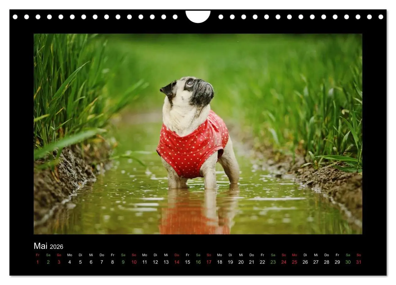 Bild: 9783516089547 | Der Feldfurchen-Mops (Wandkalender 2026 DIN A4 quer), CALVENDO...
