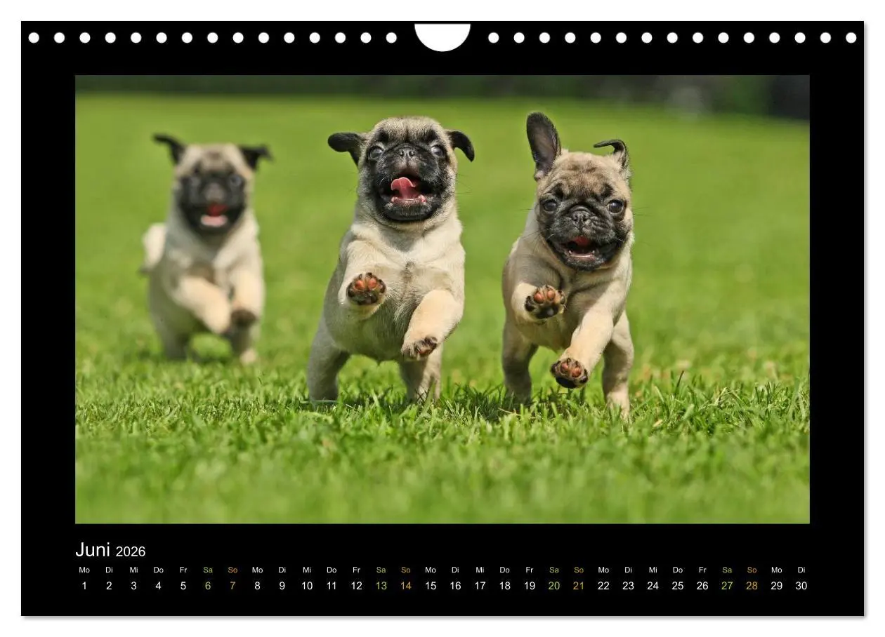 Bild: 9783516089547 | Der Feldfurchen-Mops (Wandkalender 2026 DIN A4 quer), CALVENDO...