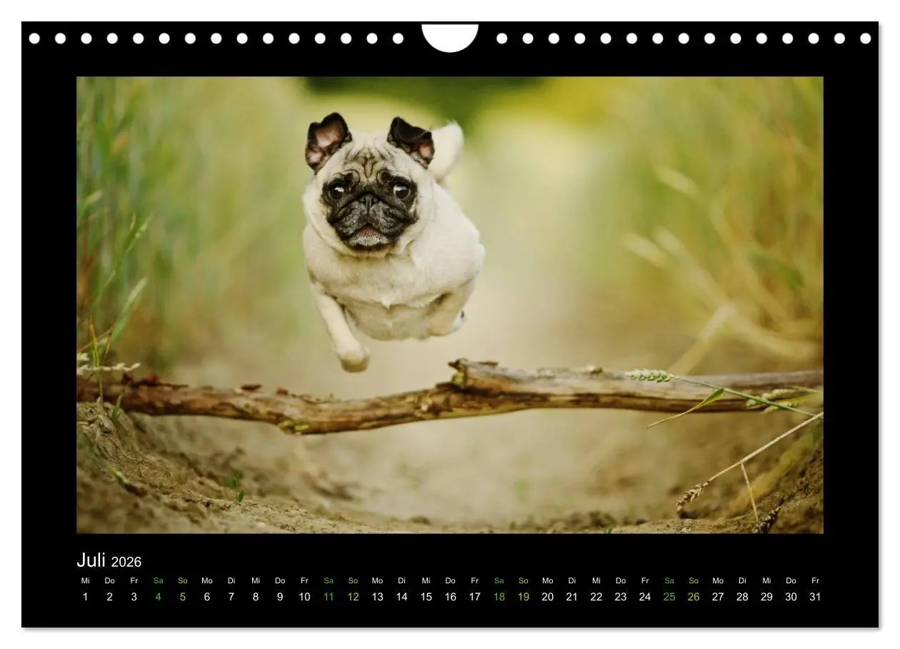 Bild: 9783516089547 | Der Feldfurchen-Mops (Wandkalender 2026 DIN A4 quer), CALVENDO...