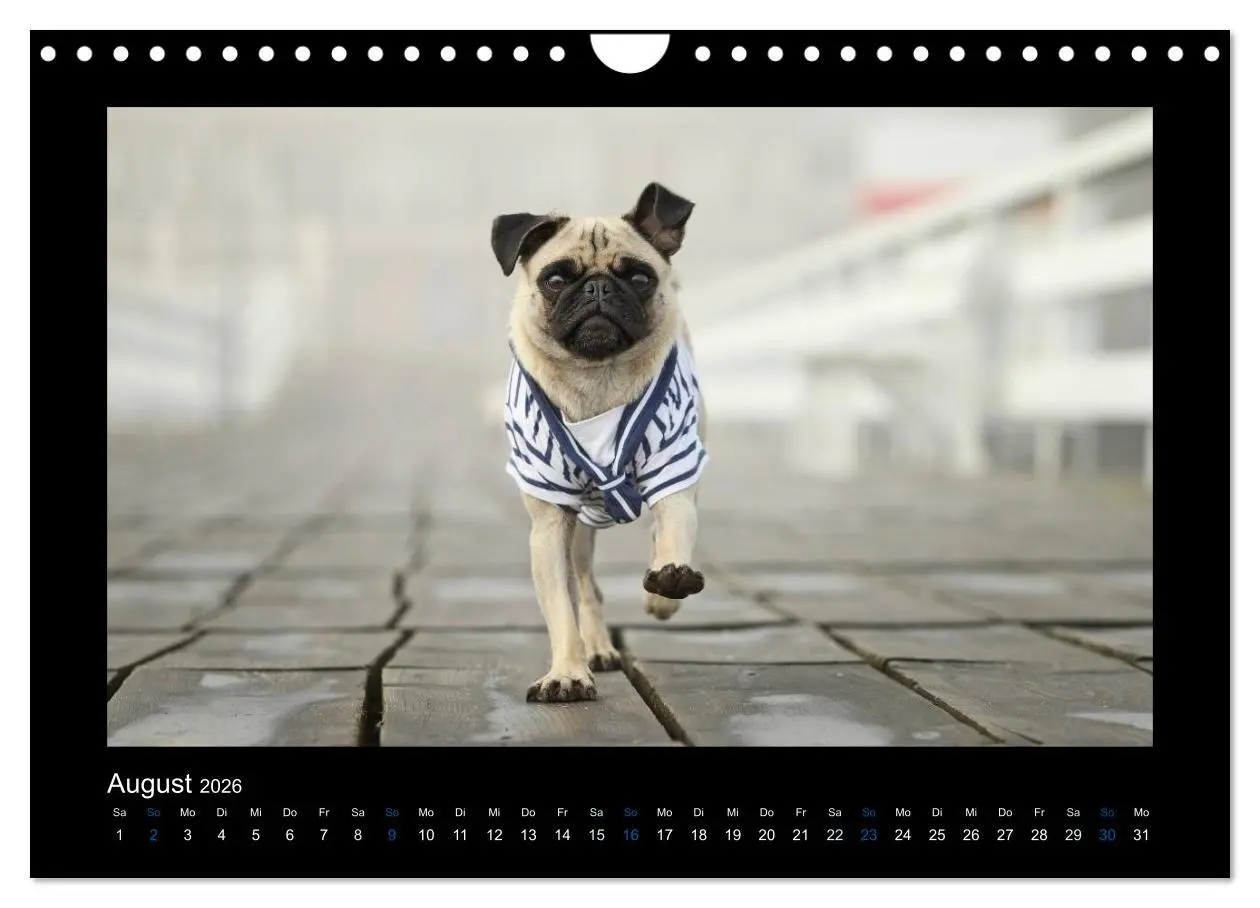 Bild: 9783516089547 | Der Feldfurchen-Mops (Wandkalender 2026 DIN A4 quer), CALVENDO...