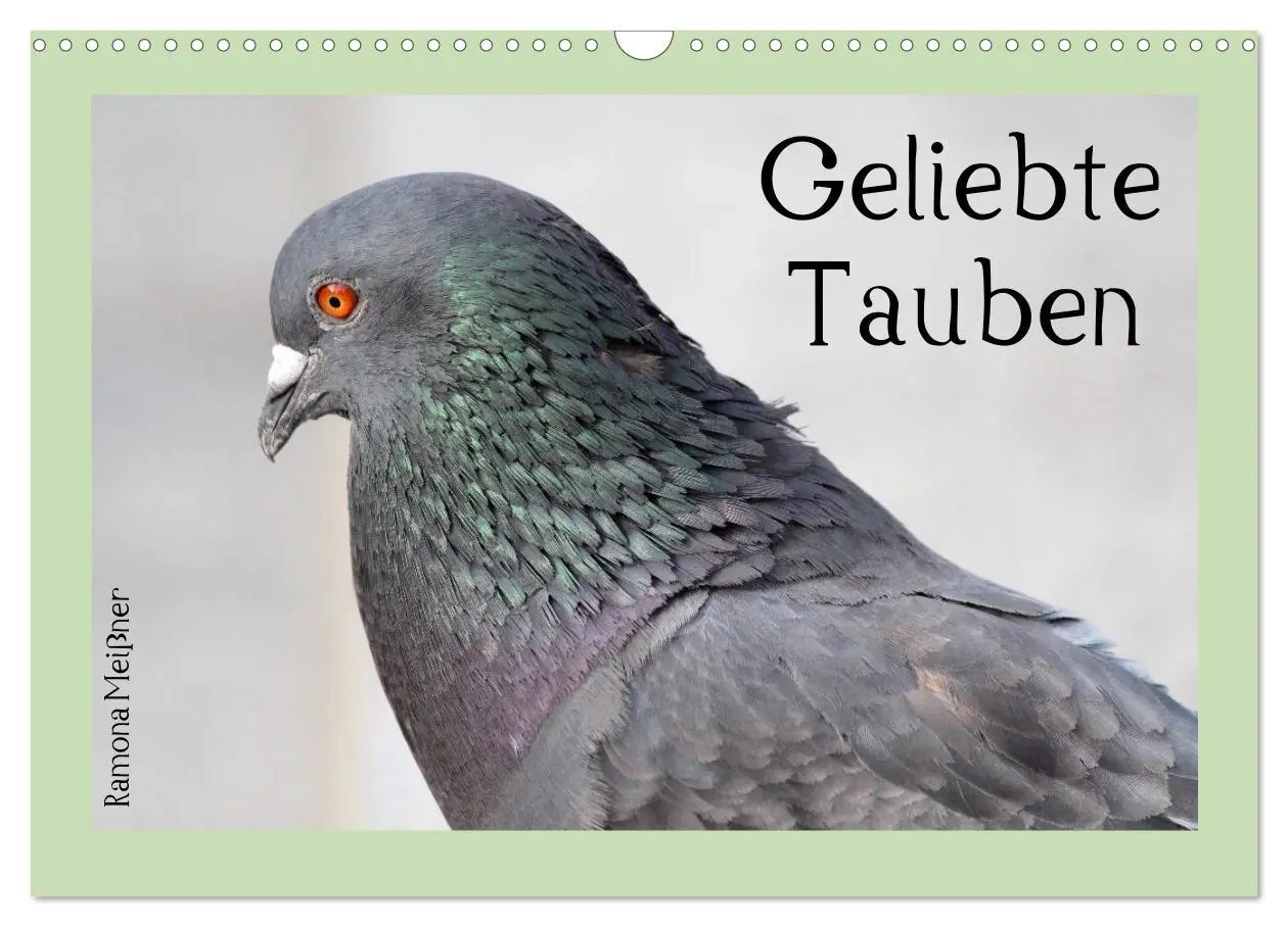 Cover: 9783516159547 | Geliebte Tauben (Wandkalender 2026 DIN A3 quer), CALVENDO...
