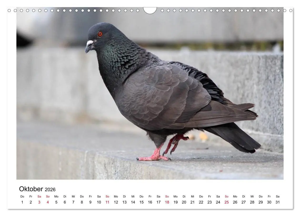 Bild: 9783516159547 | Geliebte Tauben (Wandkalender 2026 DIN A3 quer), CALVENDO...