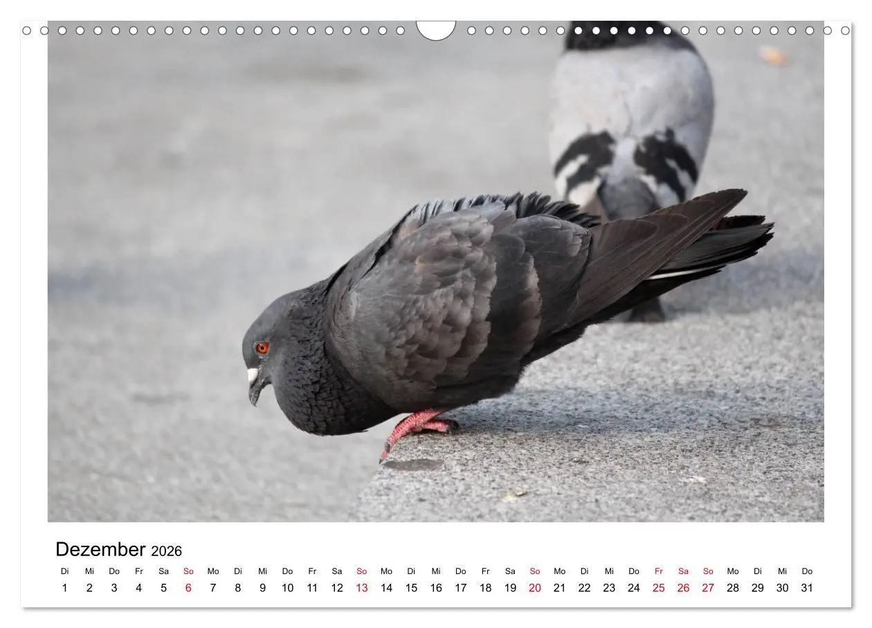Bild: 9783516159547 | Geliebte Tauben (Wandkalender 2026 DIN A3 quer), CALVENDO...