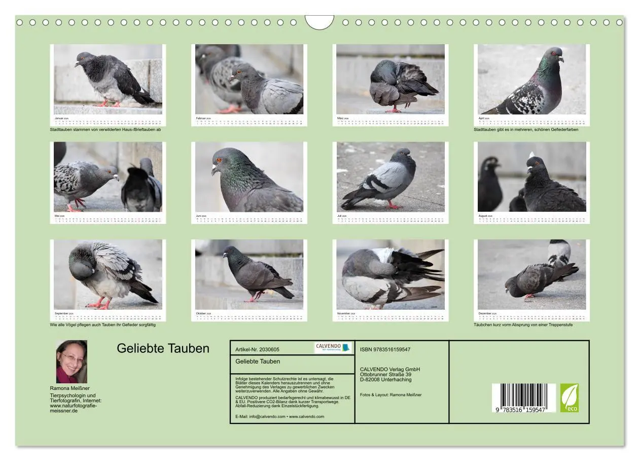 Bild: 9783516159547 | Geliebte Tauben (Wandkalender 2026 DIN A3 quer), CALVENDO...