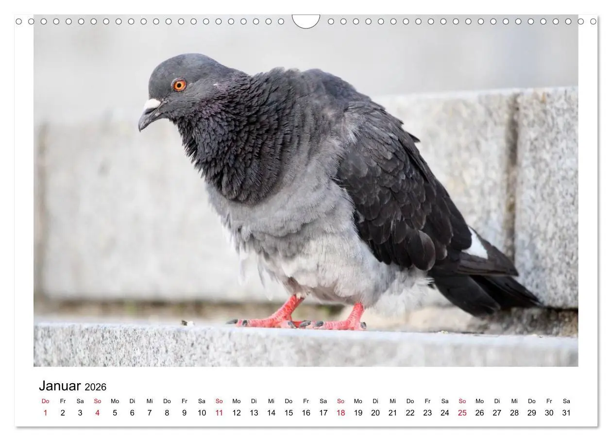 Bild: 9783516159547 | Geliebte Tauben (Wandkalender 2026 DIN A3 quer), CALVENDO...