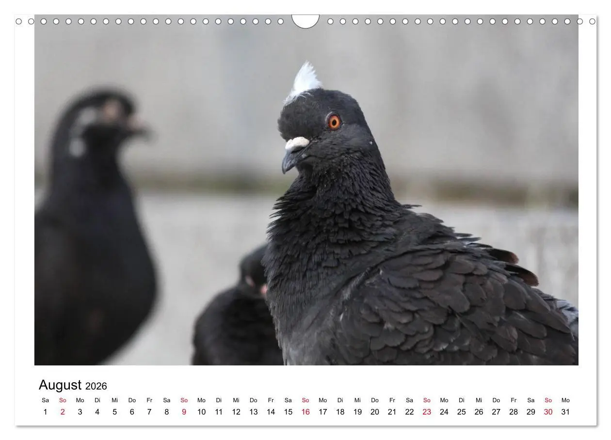 Bild: 9783516159547 | Geliebte Tauben (Wandkalender 2026 DIN A3 quer), CALVENDO...