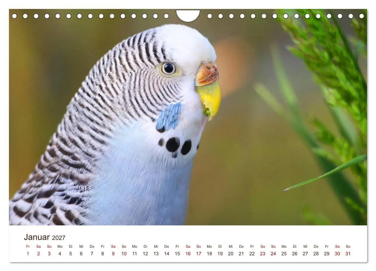 Bild: 9783569799547 | Wellensittiche - der NEUE Kalender (Wandkalender 2027 DIN A4 quer),...