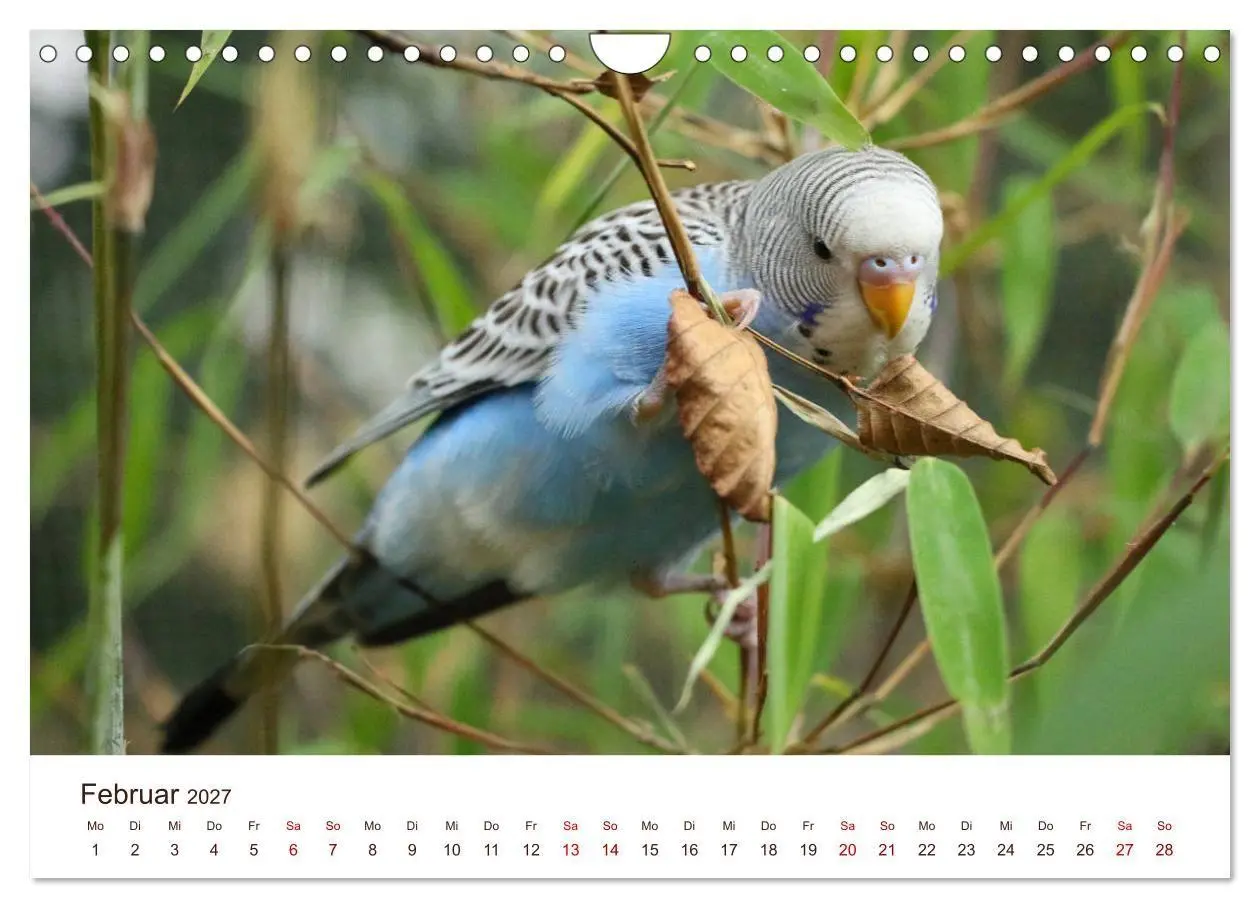 Bild: 9783569799547 | Wellensittiche - der NEUE Kalender (Wandkalender 2027 DIN A4 quer),...