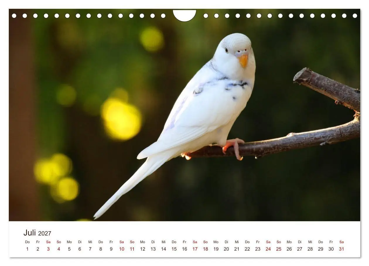 Bild: 9783569799547 | Wellensittiche - der NEUE Kalender (Wandkalender 2027 DIN A4 quer),...