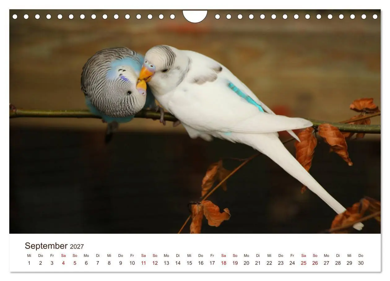 Bild: 9783569799547 | Wellensittiche - der NEUE Kalender (Wandkalender 2027 DIN A4 quer),...