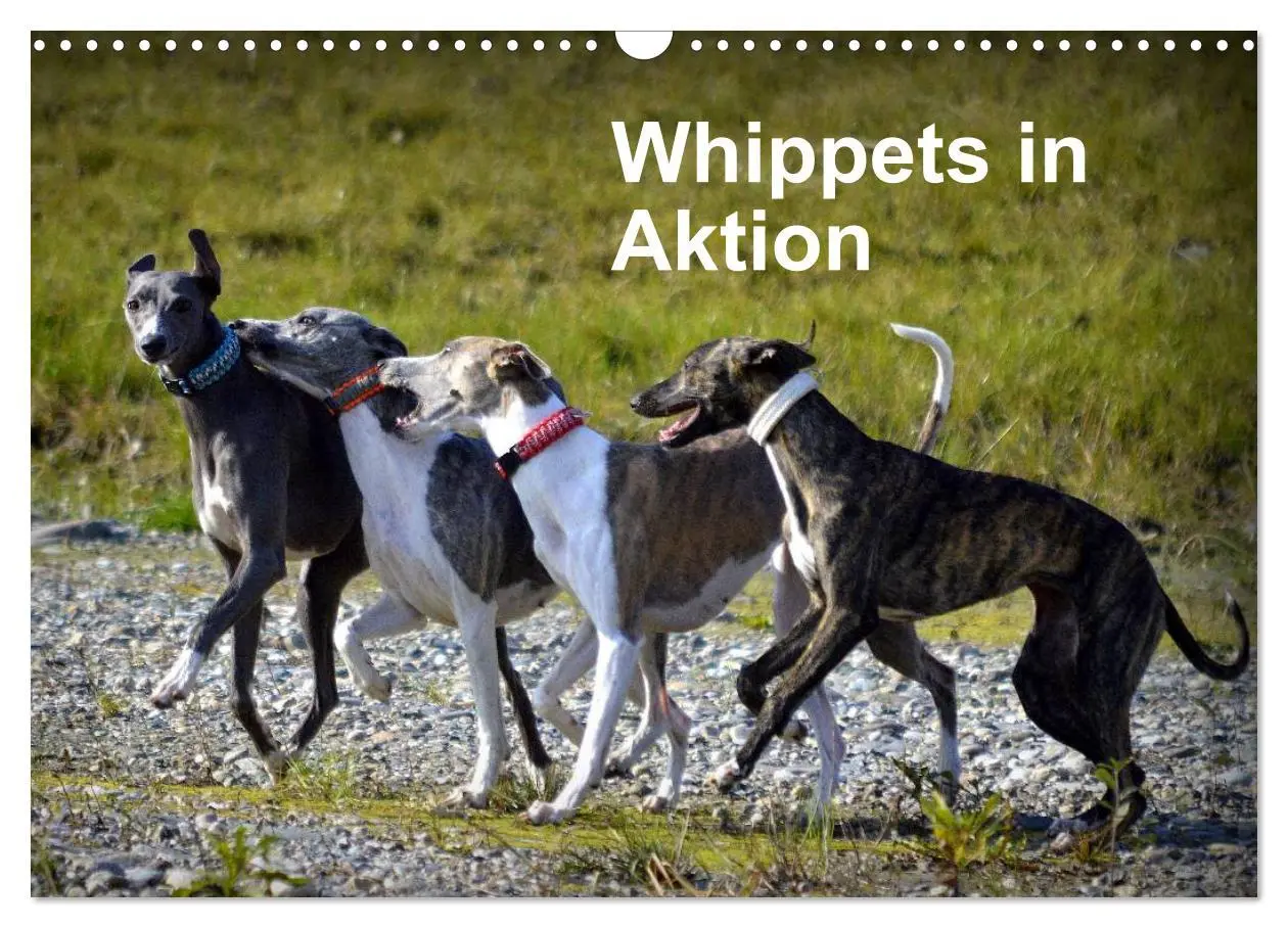 Cover: 9783516079647 | Whippets in Aktion (Wandkalender 2026 DIN A3 quer), CALVENDO...