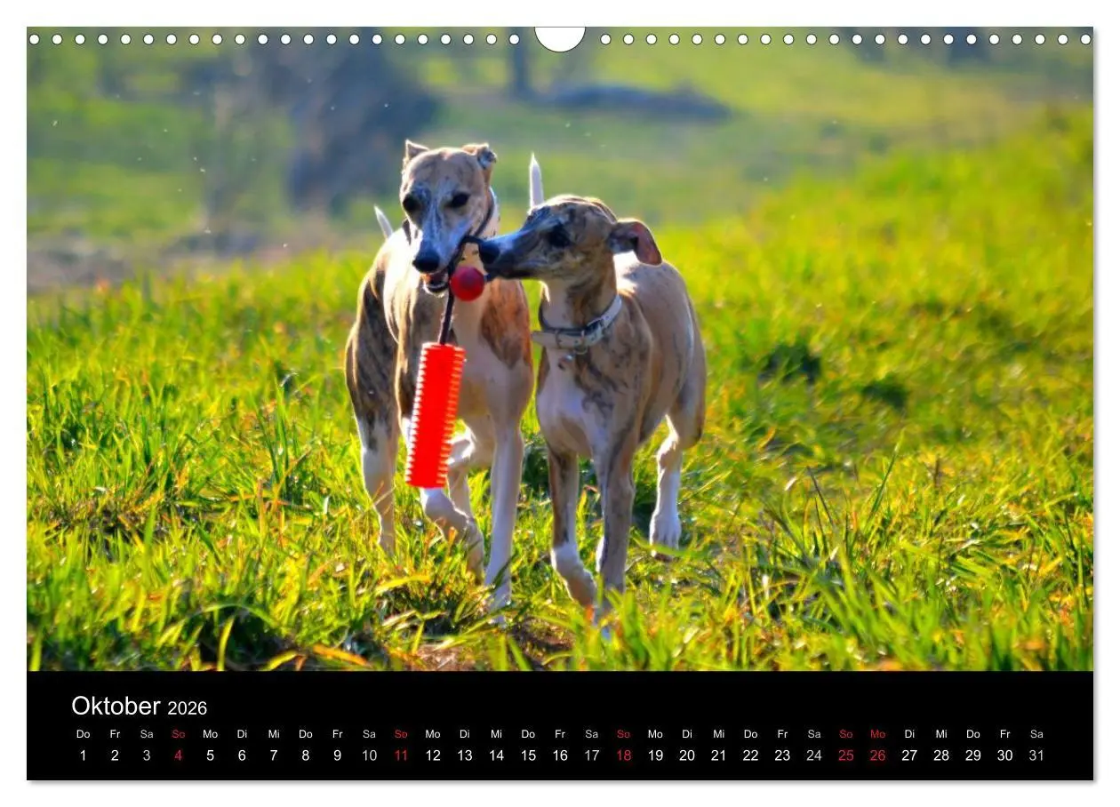 Bild: 9783516079647 | Whippets in Aktion (Wandkalender 2026 DIN A3 quer), CALVENDO...