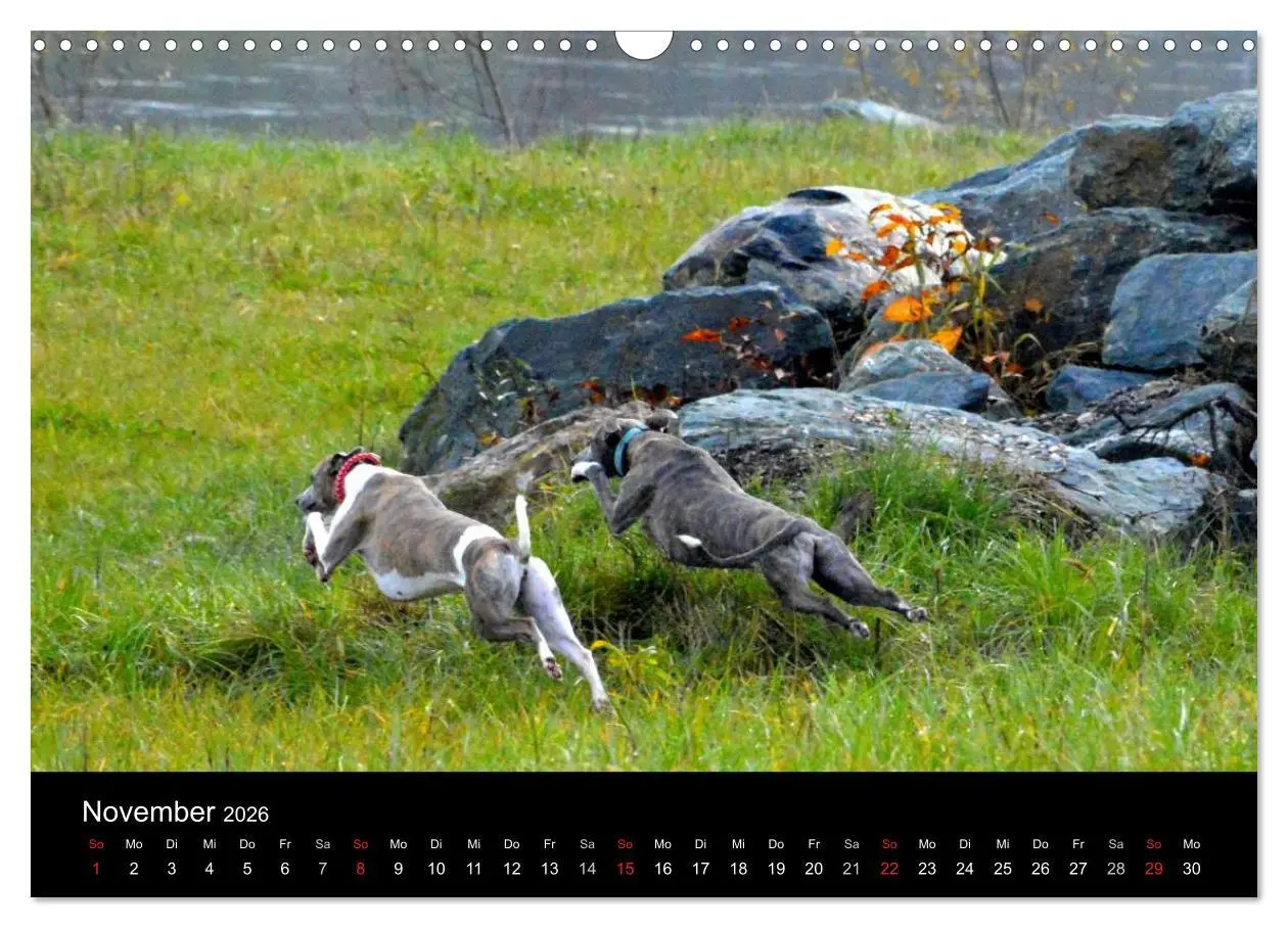 Bild: 9783516079647 | Whippets in Aktion (Wandkalender 2026 DIN A3 quer), CALVENDO...