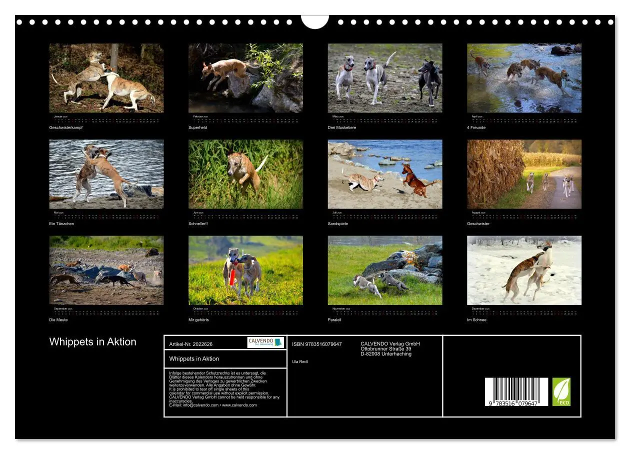 Bild: 9783516079647 | Whippets in Aktion (Wandkalender 2026 DIN A3 quer), CALVENDO...