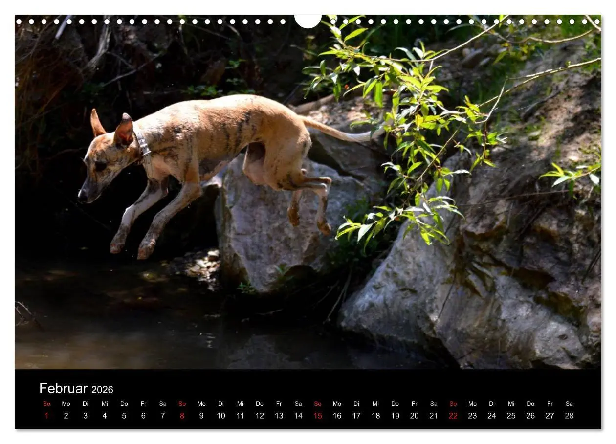 Bild: 9783516079647 | Whippets in Aktion (Wandkalender 2026 DIN A3 quer), CALVENDO...