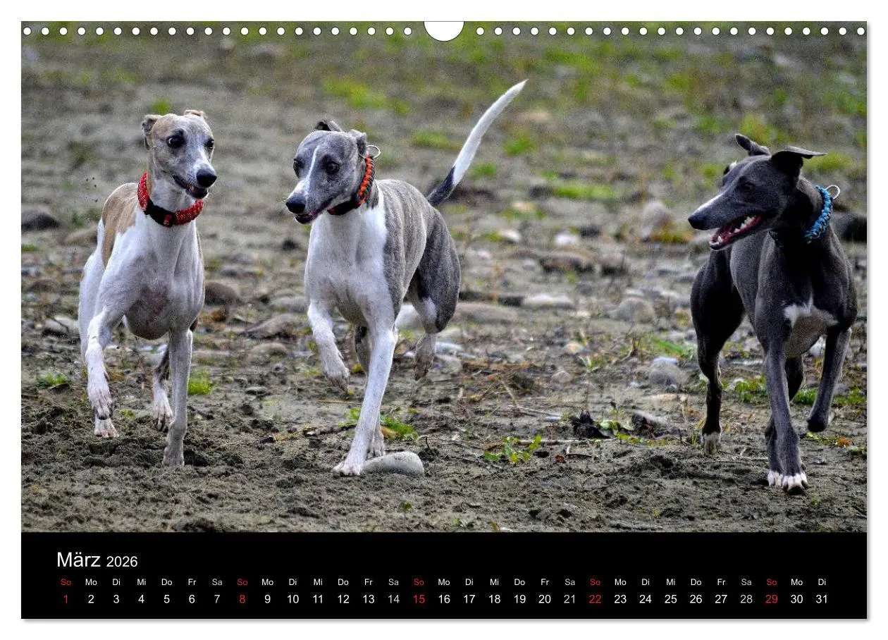 Bild: 9783516079647 | Whippets in Aktion (Wandkalender 2026 DIN A3 quer), CALVENDO...