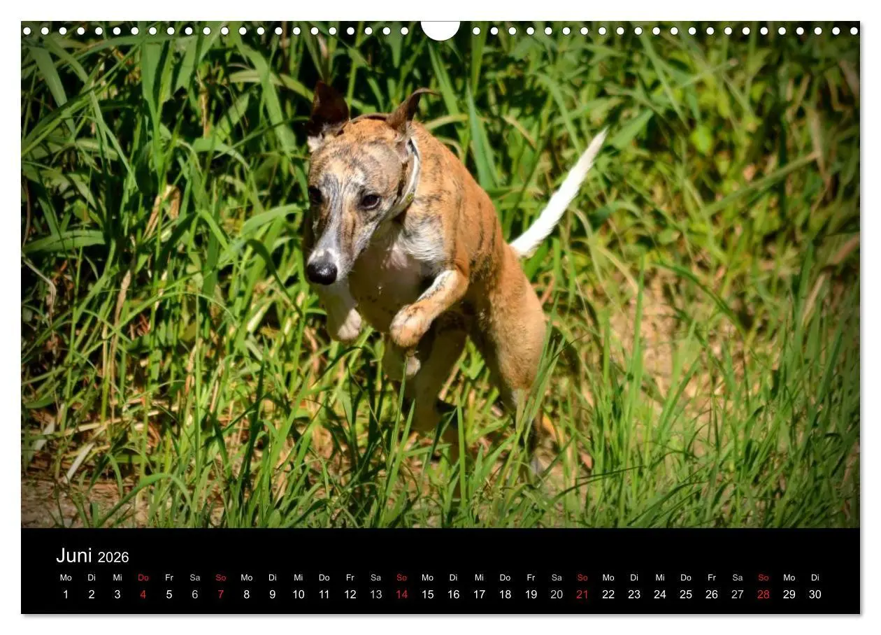 Bild: 9783516079647 | Whippets in Aktion (Wandkalender 2026 DIN A3 quer), CALVENDO...