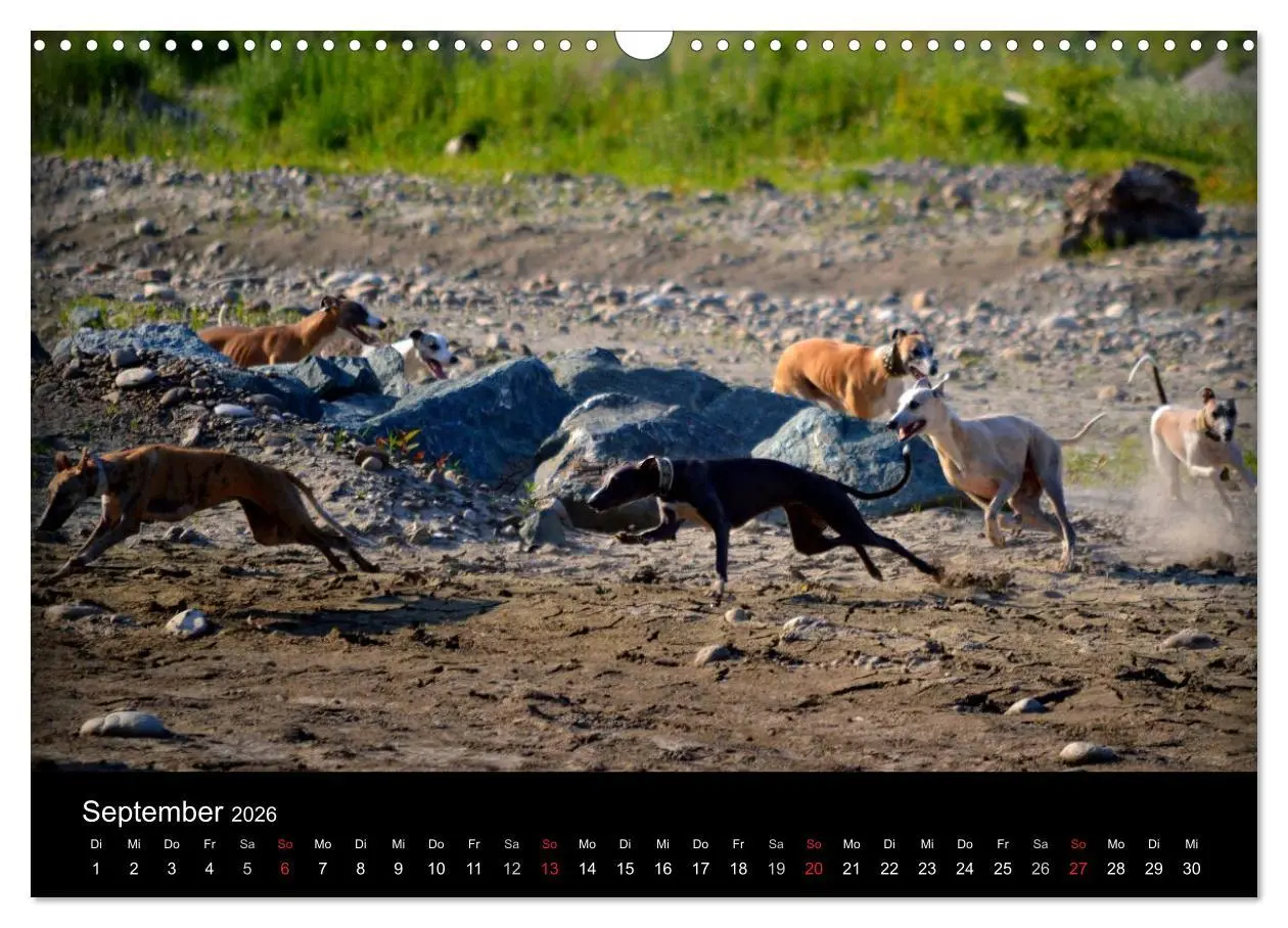 Bild: 9783516079647 | Whippets in Aktion (Wandkalender 2026 DIN A3 quer), CALVENDO...