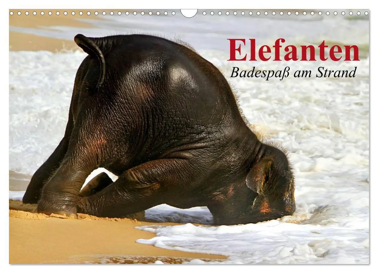 Cover: 9783435719747 | Elefanten. Badespaß am Strand (Wandkalender 2025 DIN A3 quer),...